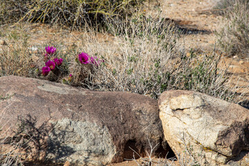 flowers on the rock