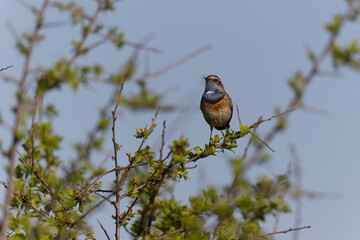 Bluethroat Luscinia svevica subsp. namnetum perching in Morbihan, France