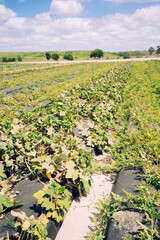 Vegetable harvest  in a modern farm