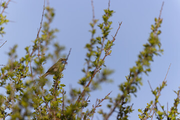 Bluethroat Luscinia svevica subsp. namnetum perching in Morbihan, France