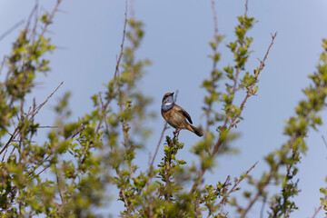 Bluethroat Luscinia svevica subsp. namnetum perching in Morbihan, France