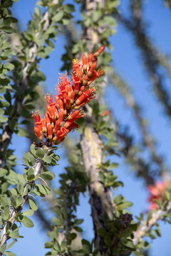 Ocotillo Blossom in the Spring