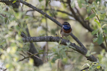 Bluethroat Luscinia svevica subsp. namnetum perching in Morbihan, France