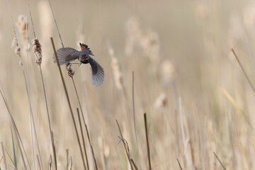 Bluethroat Luscinia svevica subsp. namnetum perching in Morbihan, France