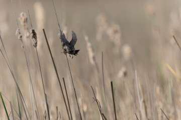 Bluethroat Luscinia svevica subsp. namnetum perching in Morbihan, France