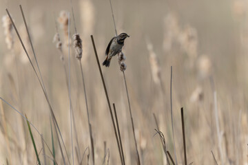 Bluethroat Luscinia svevica subsp. namnetum perching in Morbihan, France