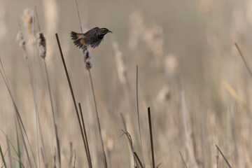 Bluethroat Luscinia svevica subsp. namnetum perching in Morbihan, France