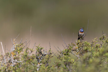 Bluethroat Luscinia svevica subsp. namnetum perching in Morbihan, France