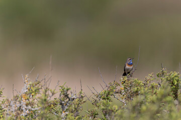 Bluethroat Luscinia svevica subsp. namnetum perching in Morbihan, France