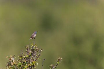 Bluethroat Luscinia svevica subsp. namnetum perching in Morbihan, France