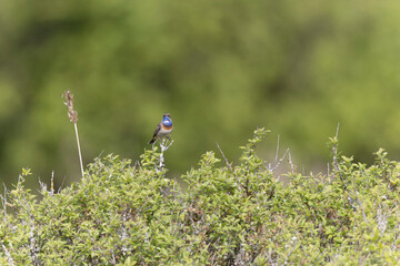 Bluethroat Luscinia svevica subsp. namnetum perching in Morbihan, France