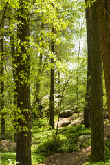 Hiking trail trhough Cesky raj aka Bohemian Paradise