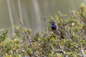Bluethroat Luscinia svevica subsp. namnetum perching in Morbihan, France