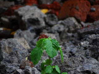 plant growing in the ground