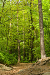 Hiking trail trhough Cesky raj aka Bohemian Paradise