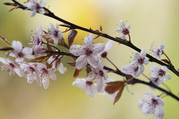 Kwiaty Wiśni Japońskiej