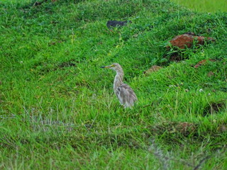 great blue heron