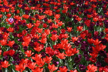 Colorful tulips in the garden