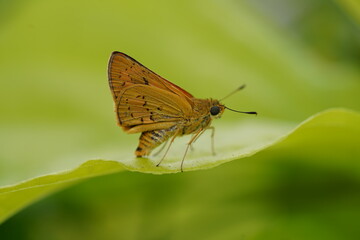 Polytremis lubricans kuyaniana  on leaf |Oriens gola pseudolus |弄蠂