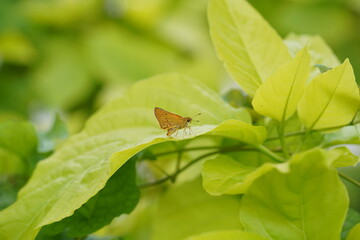 butterfly on leaf