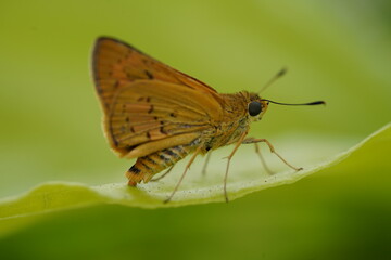 Polytremis lubricans kuyaniana  on leaf |Oriens gola pseudolus |弄蠂