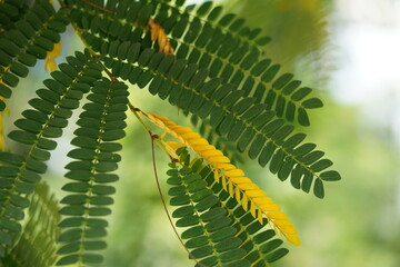 green and yellow leaf