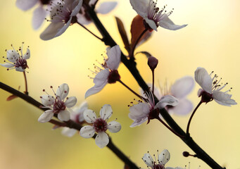 Kwiaty wiśni japońskiej - obrazy, fototapety, plakaty