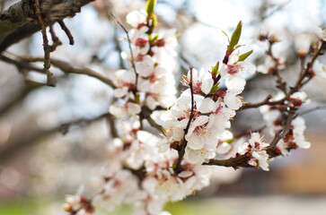 Twig of a white flowering tree