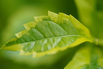 green leaf background