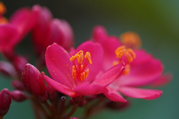closeup of a pink flower