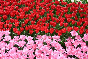 Colorful tulips in the garden
