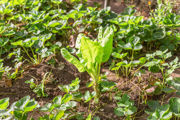 Cultivation for self consumption in a fertile and humid land