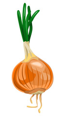 Ripe onions with sprouted herbs, dry root.