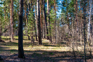 Obraz premium A forest in Samarskaya Luka National Park!