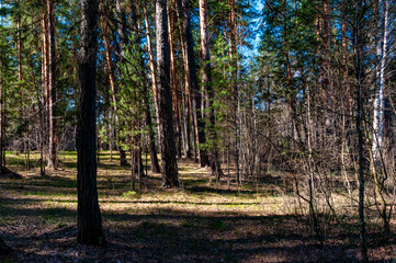 A forest in Samarskaya Luka National Park!