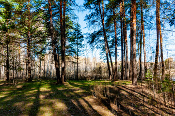 A forest in Samarskaya Luka National Park!