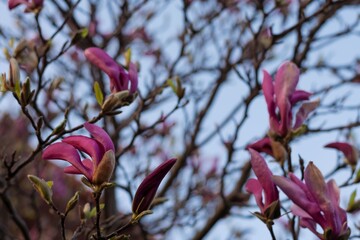 Kwiat magnolii na tle splątanych konarów 
