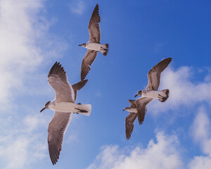 seagulls in flight
