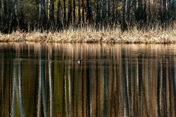 Swans on a forest lake on a spring morning in Samarskaya Luka National Park!