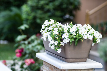 Fototapeta na wymiar Beautiful white flowers plants Petunia.