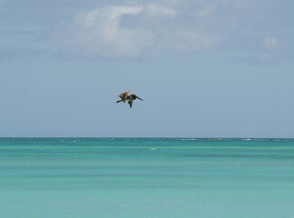 bird flying over sea