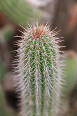 Obraz premium Cacto espinhoso