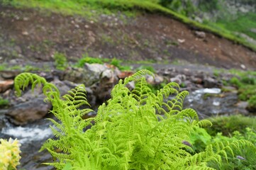 The green fern petals blossomed on the background of green plants