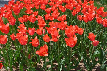 Colorful tulips in the garden