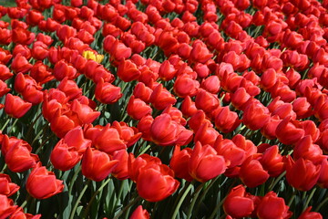 Colorful tulips in the garden