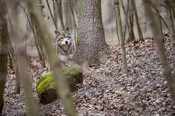 Wolf watching behind trees