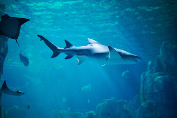 Big shark swim in blue water under light