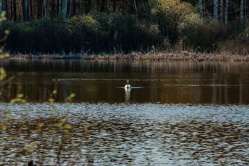 Naklejka na ściany i meble Swans on a forest lake on a spring morning in Samarskaya Luka National Park!