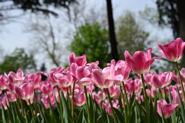 Colorful tulips in the garden