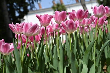 Colorful tulips in the garden